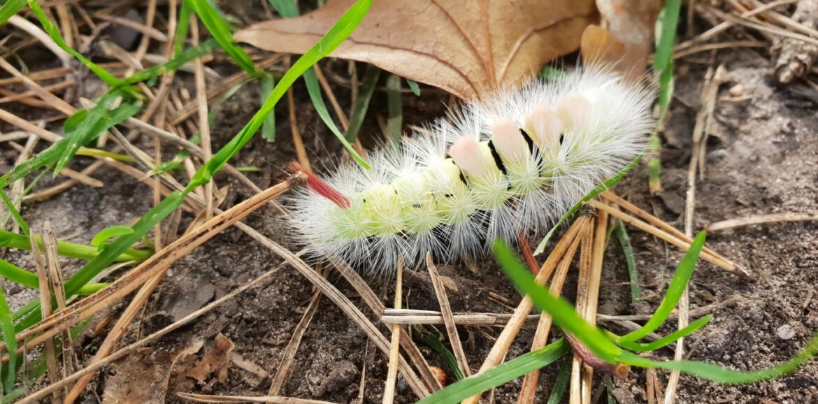 Outdoor coaching is een bijzondere manier om aan jezelf te werken; totaal anders dan wat ik kende uit het verleden. - Marièlle