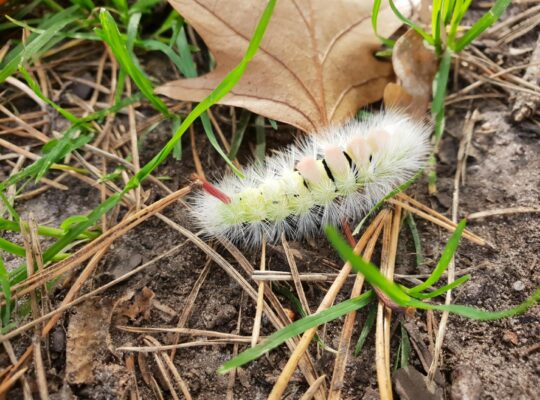 Outdoor coaching is een bijzondere manier om aan jezelf te werken; totaal anders dan wat ik kende uit het verleden. - Marièlle
